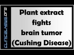 Binary Option Tutorials - HY Options Strategy Plant extract fights brain tumor - 