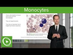 Binary Option Tutorials - Binary Royal Video Course Monocytes – Hematology | Medical Ed