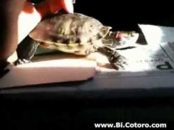 Binary Option Tutorials - trading systemmoving Dancing Turtle