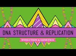 Binary Option Tutorials - Binary Book Video Course DNA Structure and Replication: Cras
