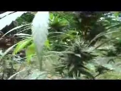 Binary Option Tutorials - Option365 Video Course Wildwood Weed