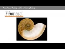 Binary Option Tutorials - trader taining Forex Trader Training and Forex Tra