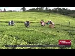Binary Option Tutorials - trading automation 14999 economics fair CCTV Afrique K