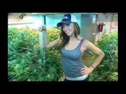 Binary Option Tutorials - trading basics Medical marijuana stocks: Strategy 